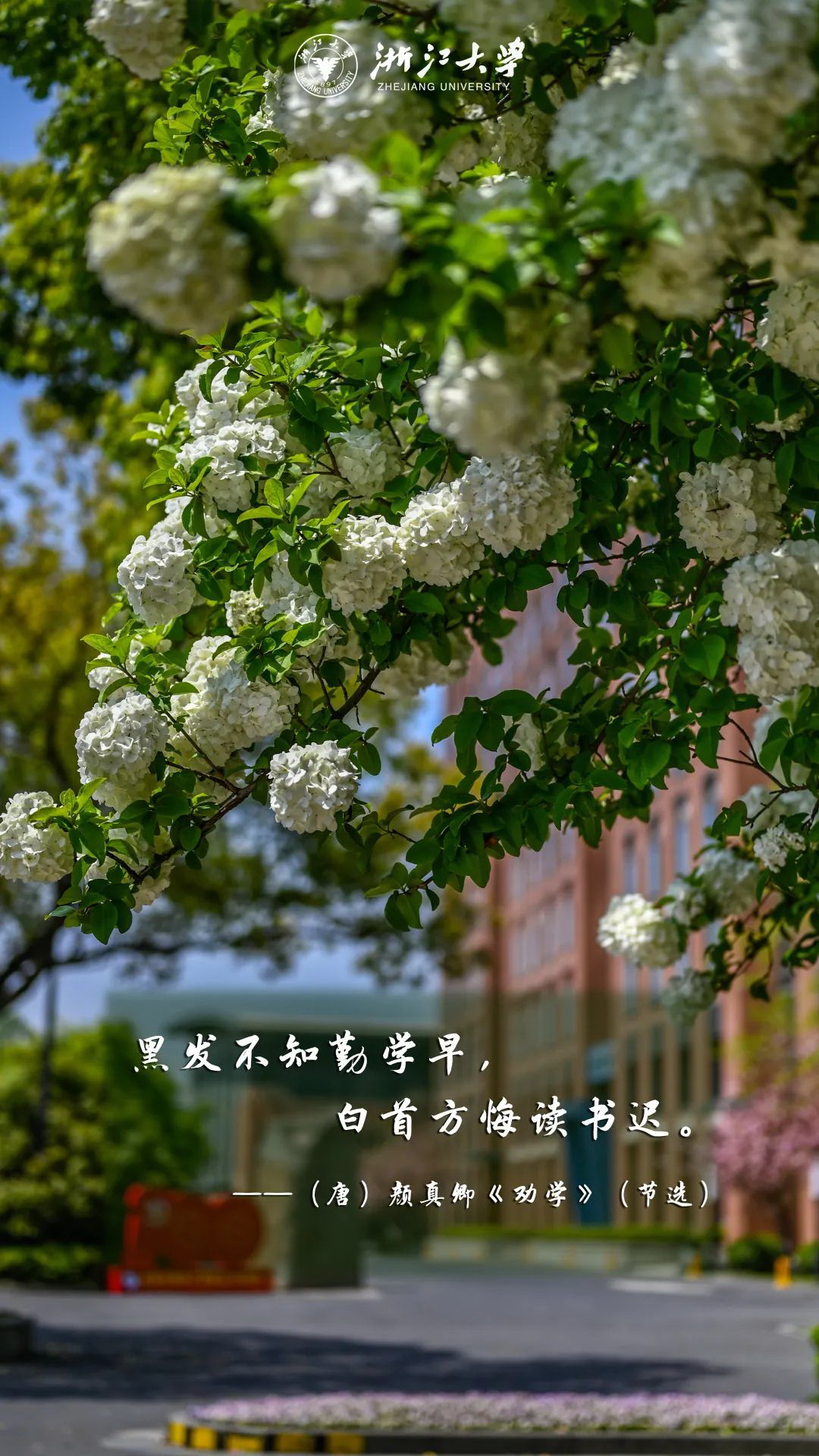 浙江大學(xué) 早安青春