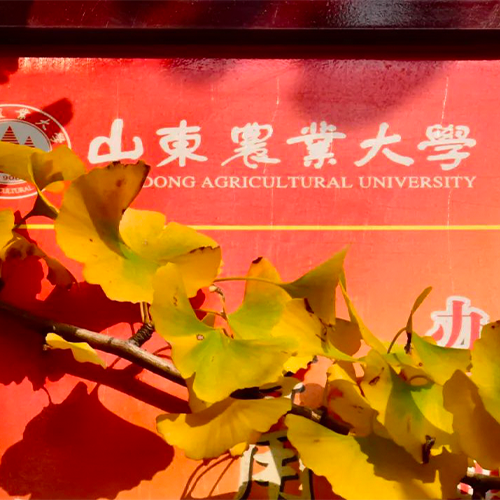 我的大學