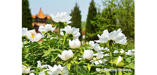 菏澤醫(yī)學(xué)?？茖W(xué)校 - 最美大學(xué)
