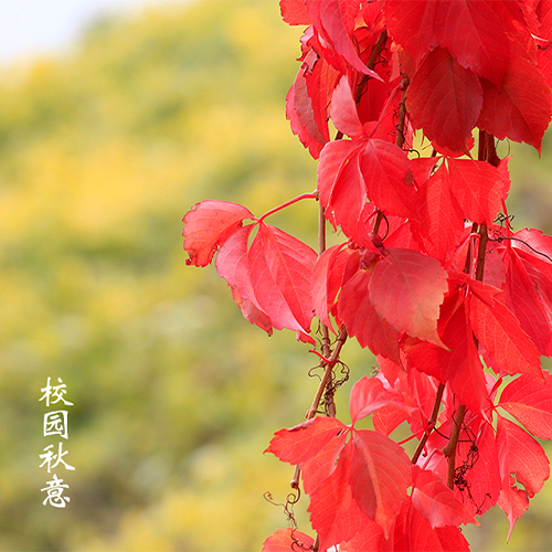 北京北大方正軟件職業(yè)技術學院-最美校園