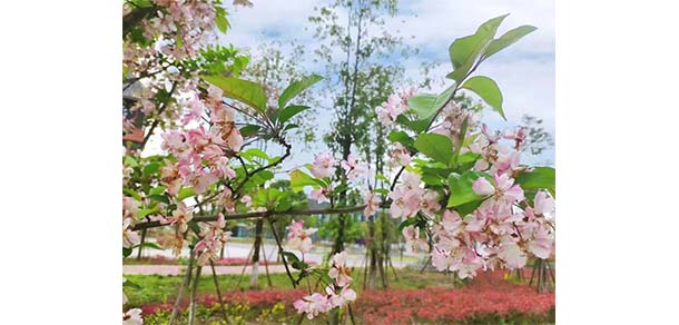 資陽口腔職業(yè)學院 - 最美院校