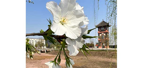 資陽口腔職業(yè)學院 - 最美院校
