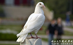 歷史沿革(概)校史